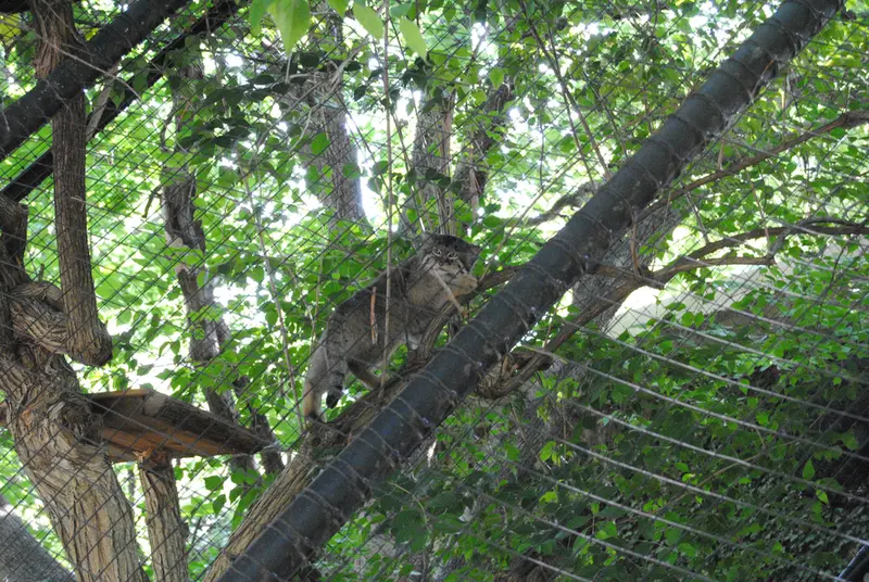 A photograph of Mushu in Cincinnati Zoo