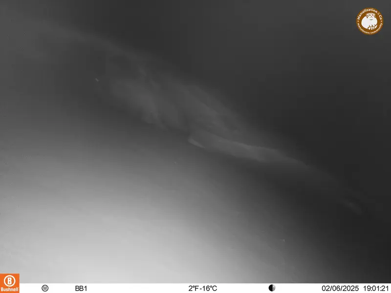 A photograph of Otocolobus manul manul from Aktas-Kunkora camera trap