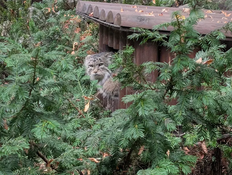 A photograph of Mania in Poznan New Zoo