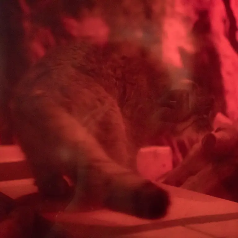 A photograph of Naim in Ueno Zoological Gardens