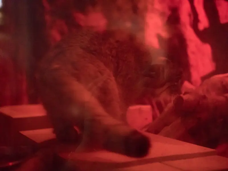 A photograph of Naim in Ueno Zoological Gardens