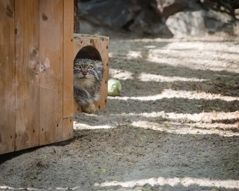 A photograph of Snezhana in Novosibirsk Zoo