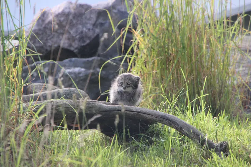 A photograph of Daughter of Mimi b.2026 Ⅱ in Korkeasaari Zoo