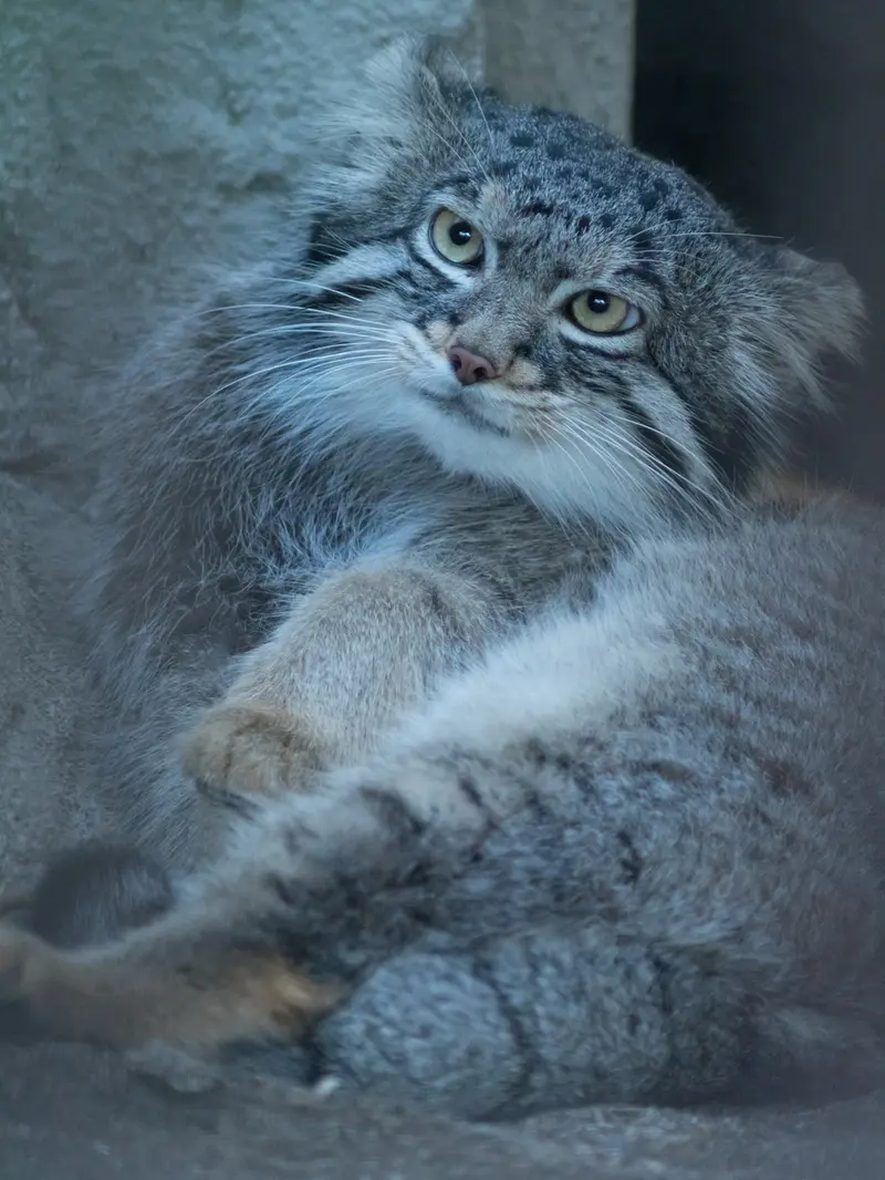 A photograph of Figa in Nogeyama Zoo