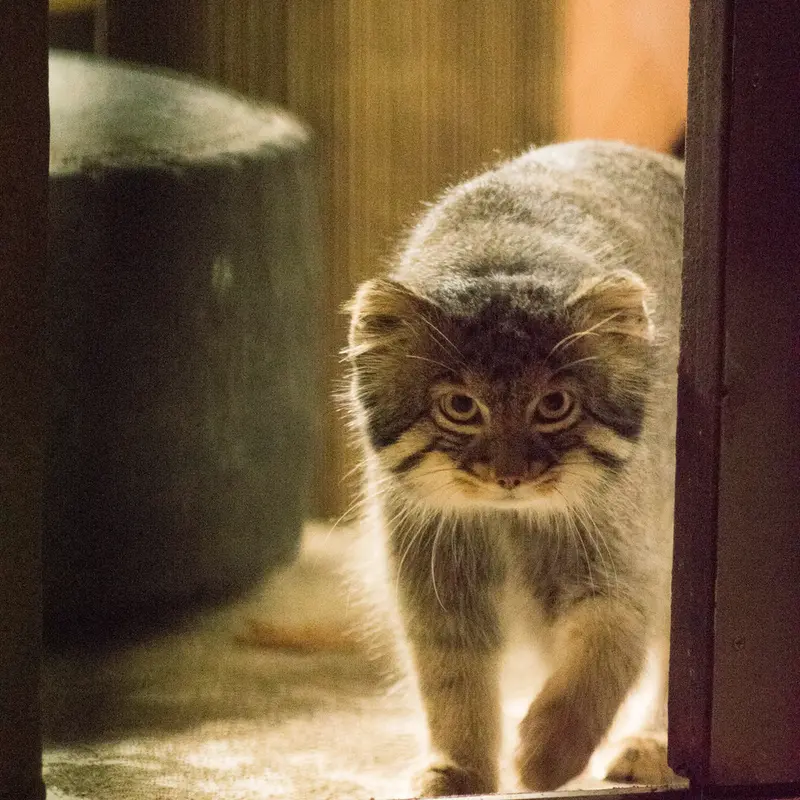 A photograph of Figa in Nogeyama Zoo