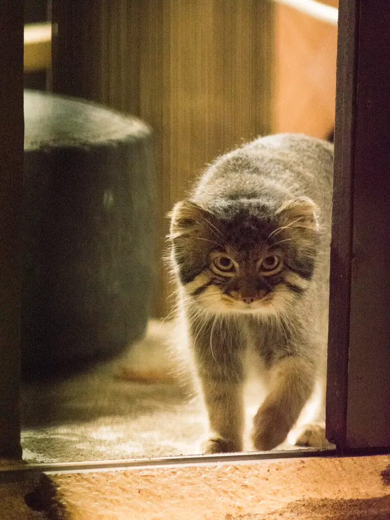 A photograph of Figa in Nogeyama Zoo