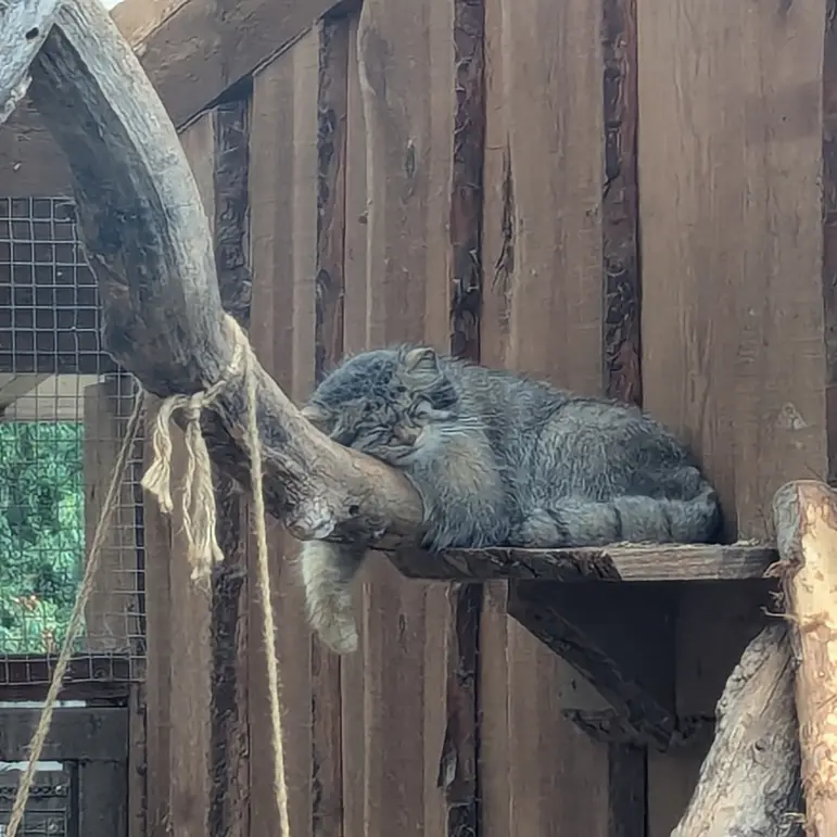 A photograph of Altani in Tallinn Zoo