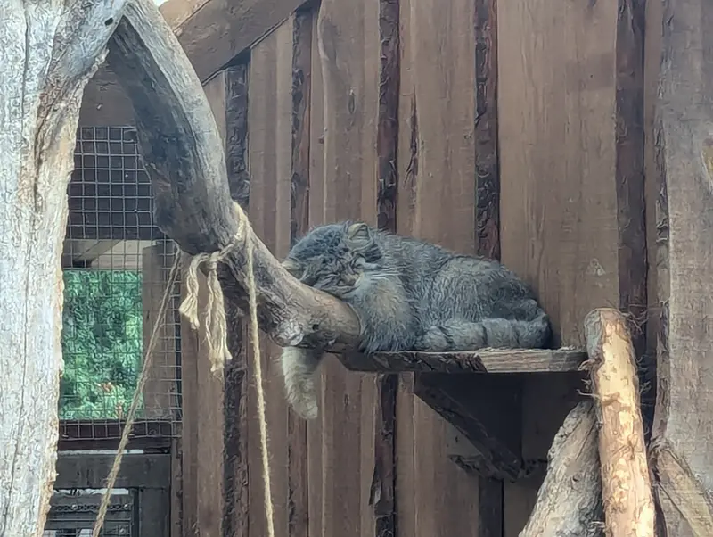 A photograph of Altani in Tallinn Zoo
