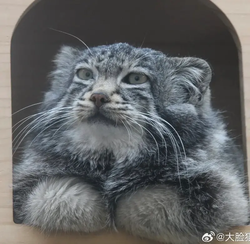 A photograph of Sun Sanlang in Qinghai-Tibet Plateau Wildlife Zoo