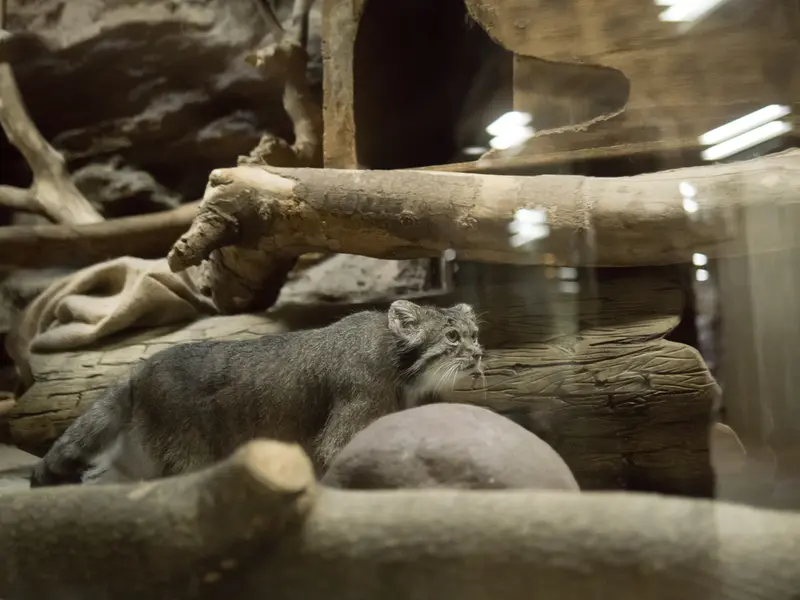 A photograph of Klyon in Ueno Zoological Gardens