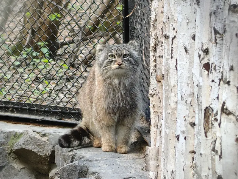 A photograph of Lolo in Novosibirsk Zoo