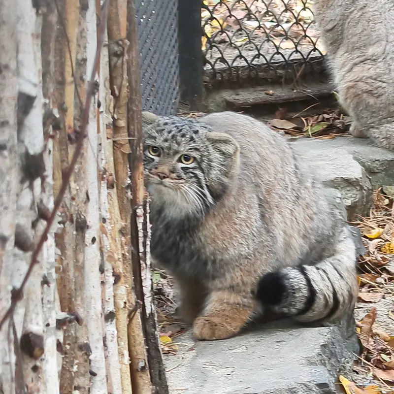 A photograph of Son of Adele b.2026 Ⅲ in Novosibirsk Zoo