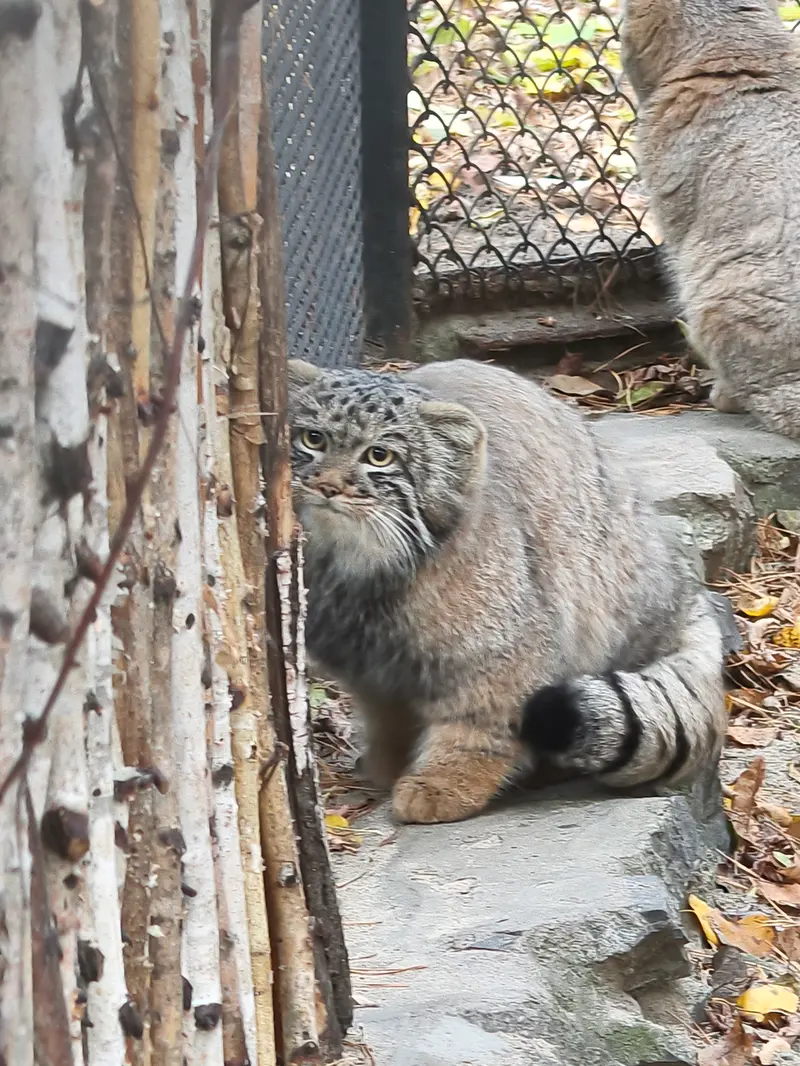 A photograph of Son of Adele b.2026 Ⅲ in Novosibirsk Zoo