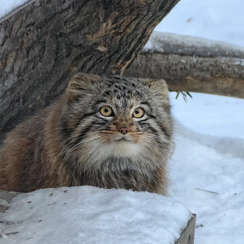 A photograph of Son of Snezhinka b.2025 Ⅲ in Novosibirsk Zoo