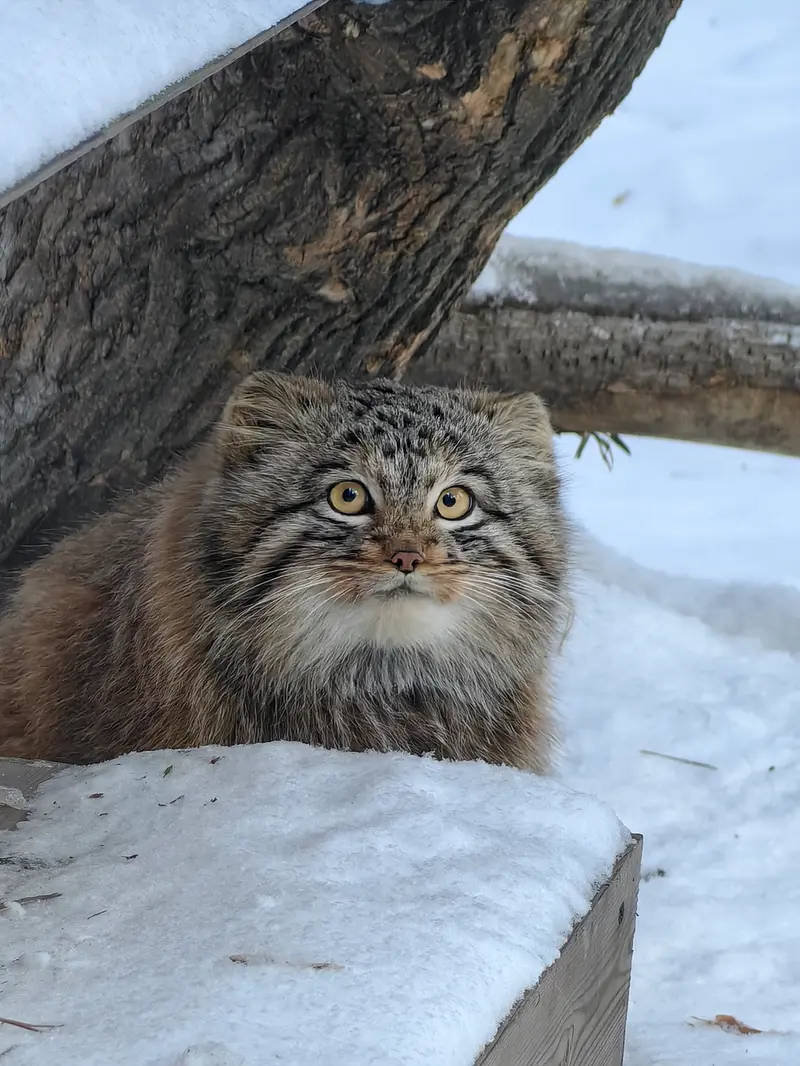 A photograph of Son of Snezhinka b.2025 Ⅲ in Novosibirsk Zoo