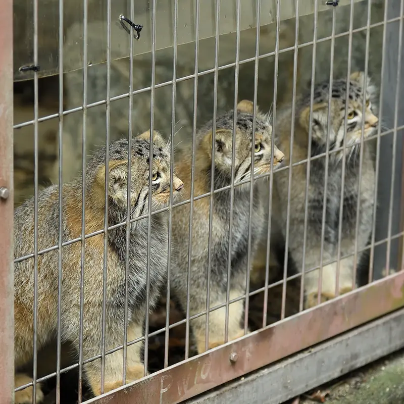 A photograph of a Pallas&#039;s cat in Higashiyama Zoo and Botanical Gardens