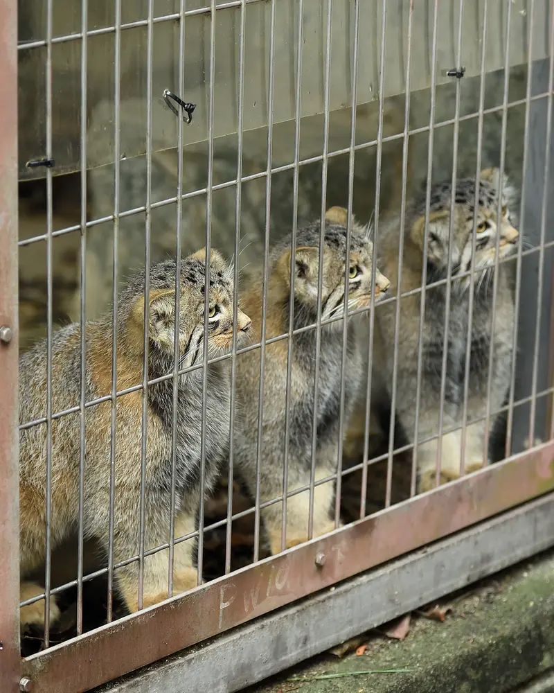 A photograph of a Pallas&#039;s cat in Higashiyama Zoo and Botanical Gardens
