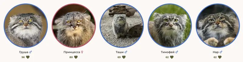 Manul Top 5