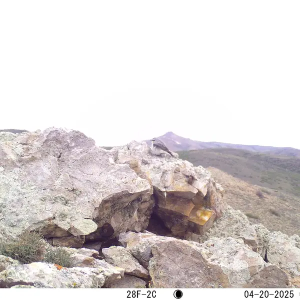 A photograph of a Pallas's cat from Besshoky 1 camera trap