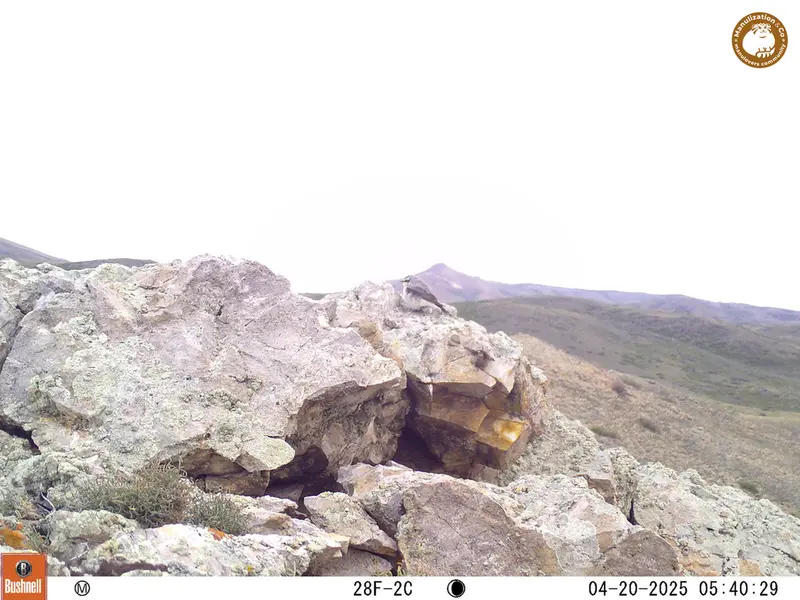 A photograph of a Pallas&#039;s cat from Besshoky 1 camera trap
