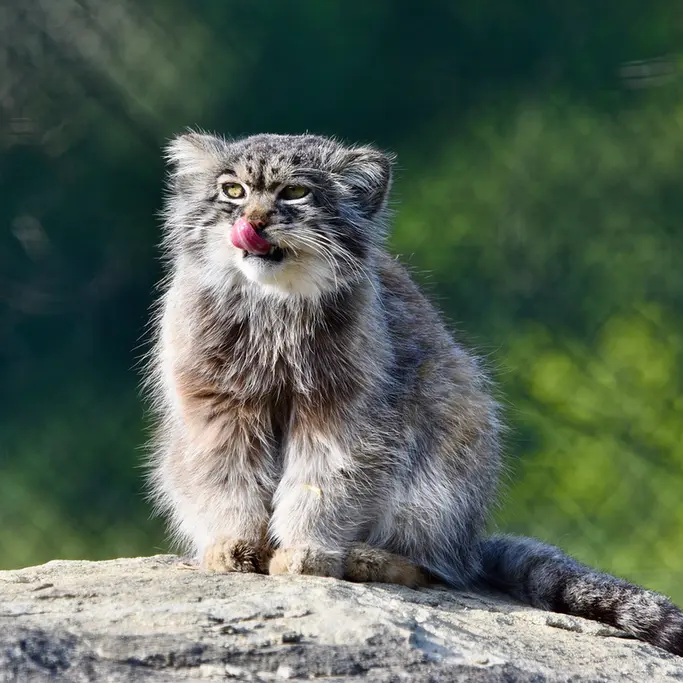 A photograph of Atlan in Port Lympne Wild Animal Park