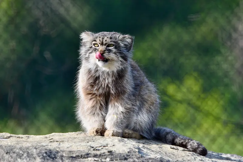 A photograph of Atlan in Port Lympne Wild Animal Park