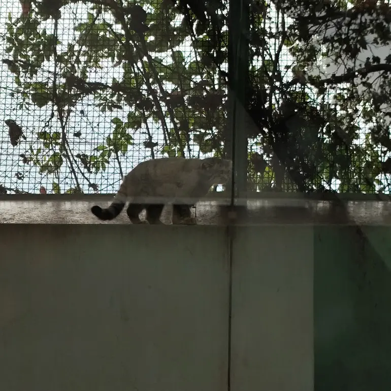 A photograph of Boris Ⅱ in Budapest Zoo & Botanical Garden