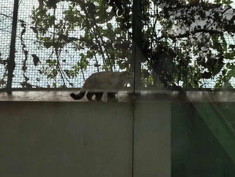 A photograph of Boris Ⅱ in Budapest Zoo & Botanical Garden
