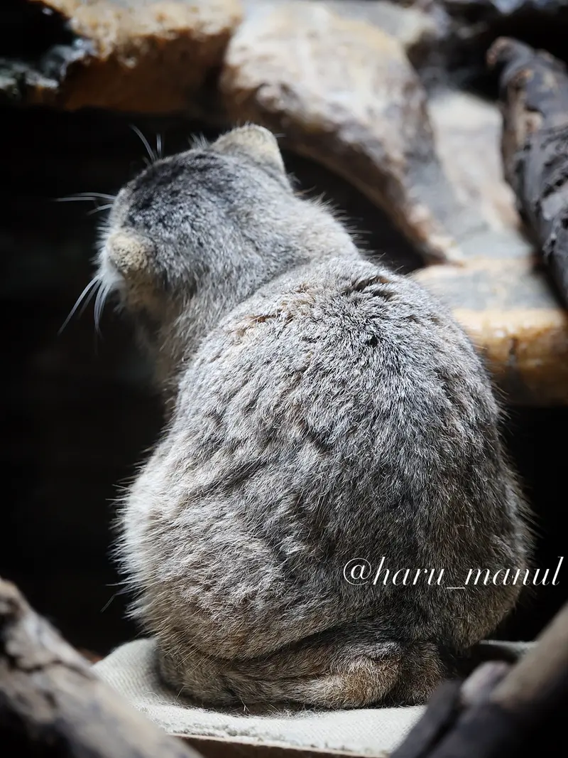 A photograph of Primula in Ueno Zoological Gardens