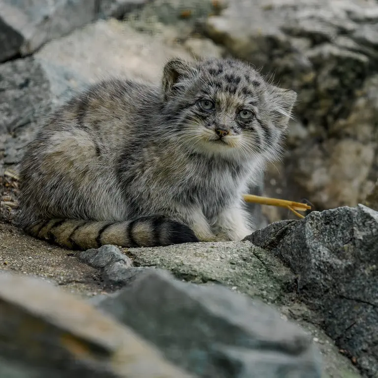A photograph of a Pallas's cat in Brno Zoo