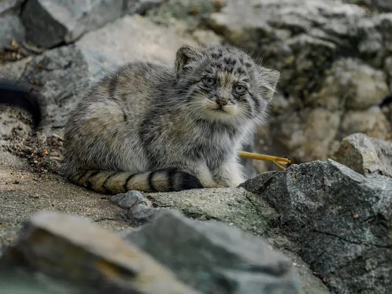 A photograph of a Pallas's cat in Brno Zoo