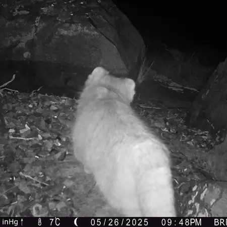 A photograph of Otocolobus manul manul from Kiikbai camera trap