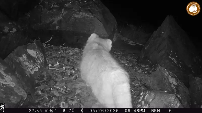 A photograph of Otocolobus manul manul from Kiikbai camera trap