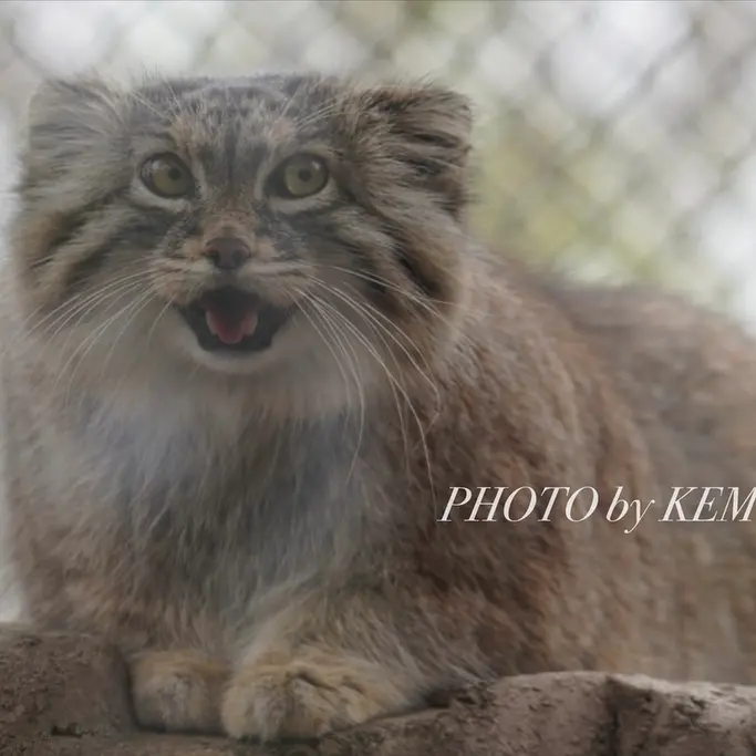 A photograph of Oliva in Saitama Children's Zoo