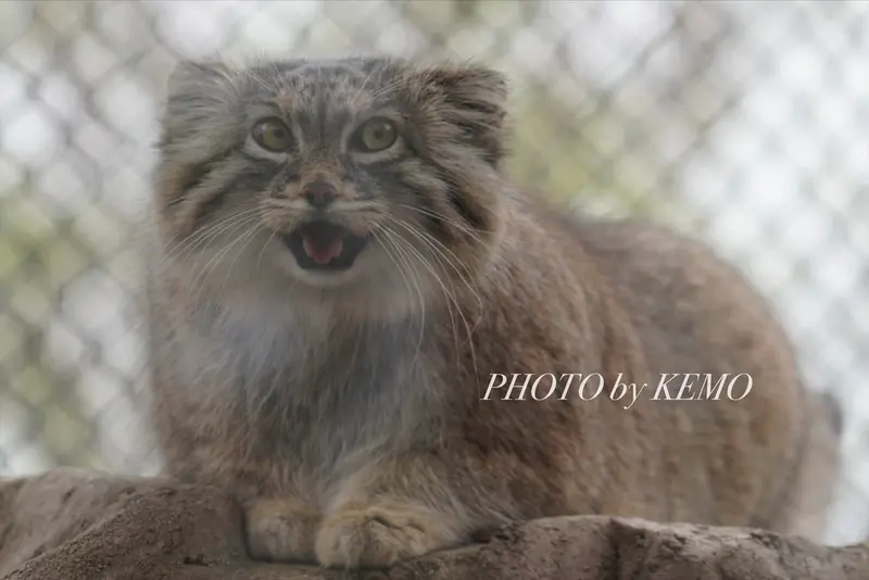A photograph of Oliva in Saitama Children's Zoo