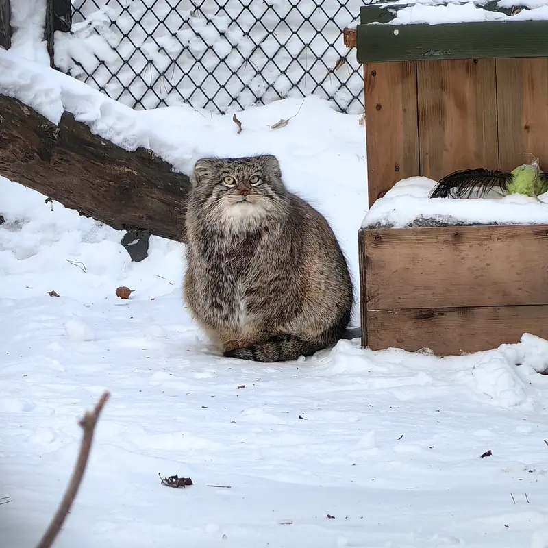 A photograph of Snezhinka in Novosibirsk Zoo