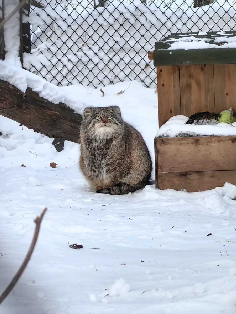 A photograph of Snezhinka in Novosibirsk Zoo