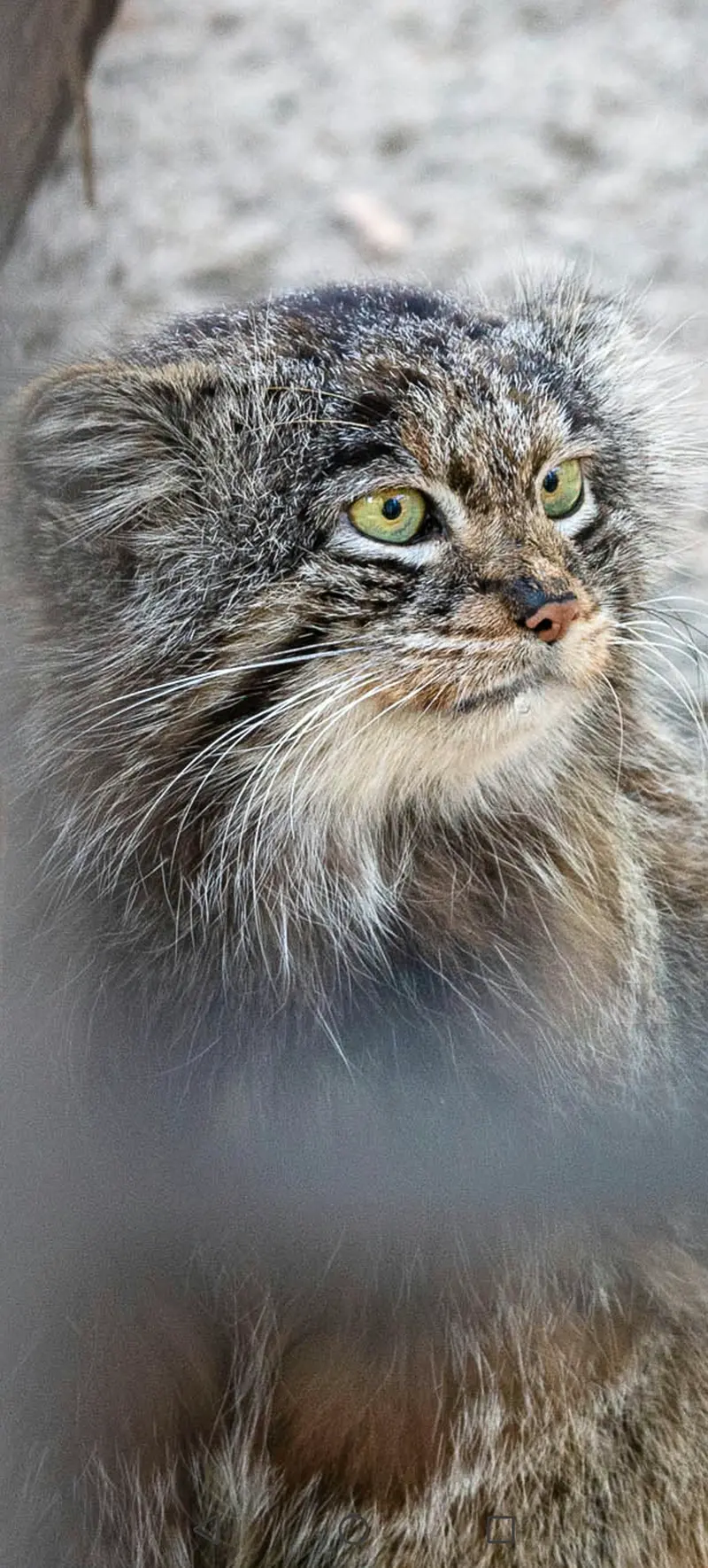 A photograph of a Pallas's cat