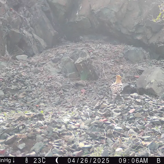 A photograph of Eurasian hoopoe from Egizkara [new] camera trap
