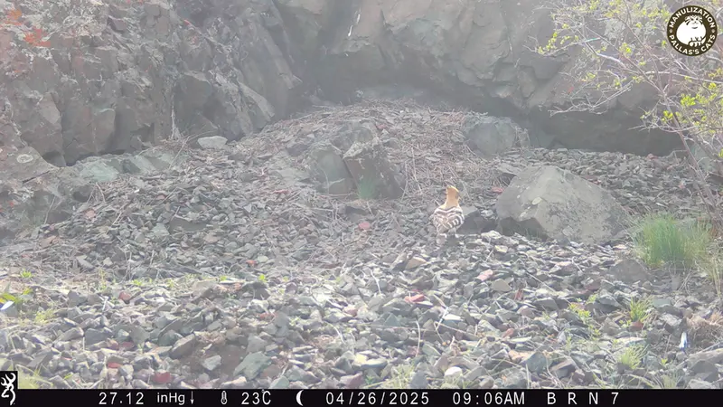 A photograph of Eurasian hoopoe from Egizkara [new] camera trap