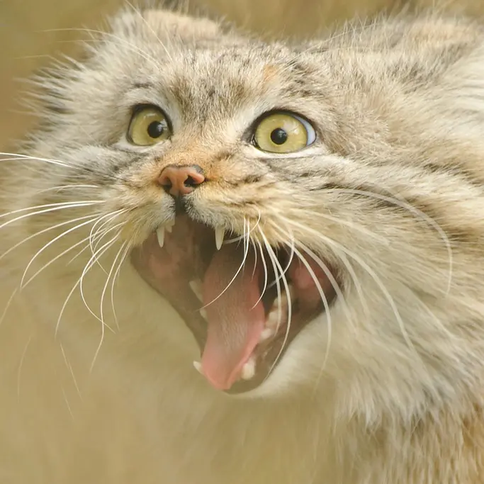 A photograph of Wei Shand in The Big Cat Sanctuary
