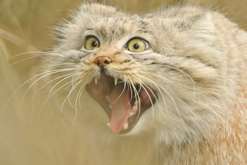 A photograph of Wei Shand in The Big Cat Sanctuary
