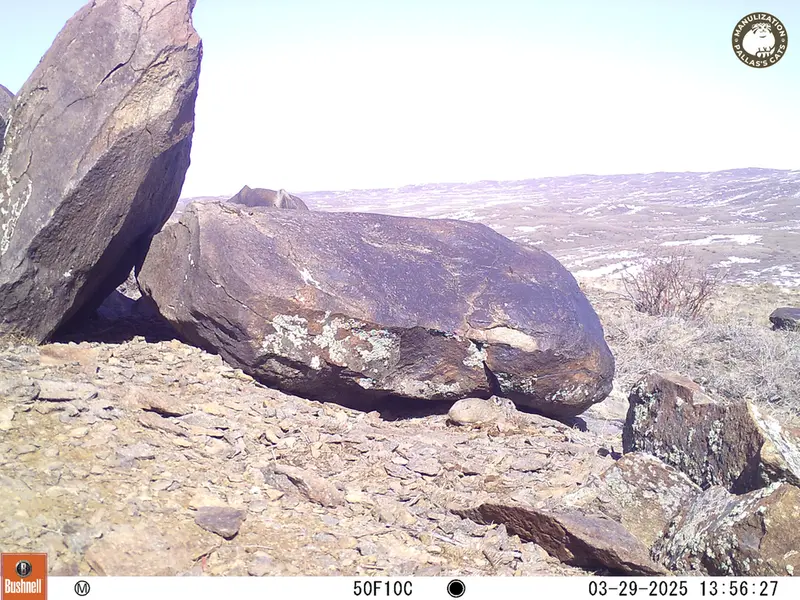 A photograph of Kazakh pika from Koshkar camera trap