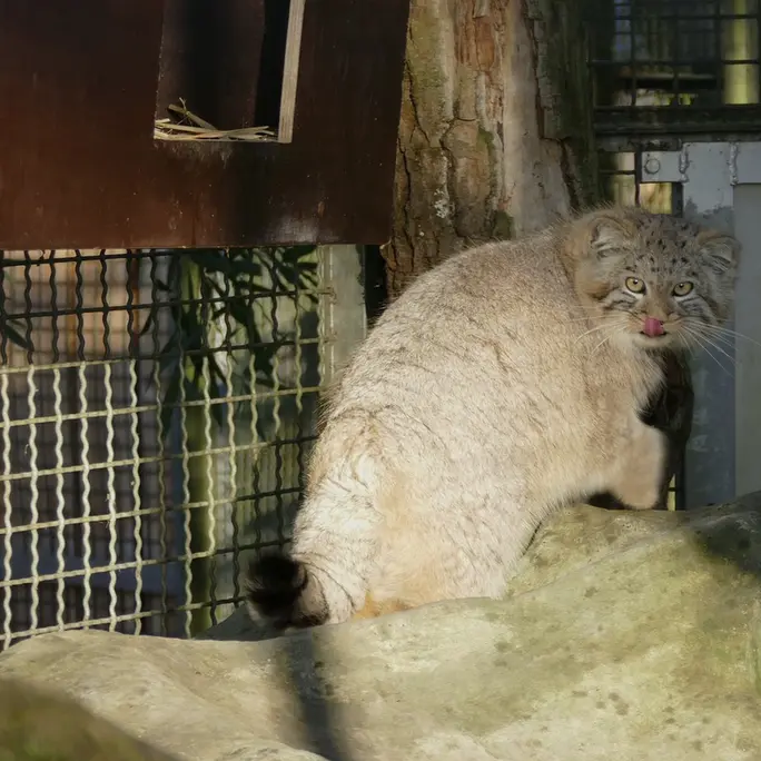 A photograph of Arthur in Neuwied Zoo