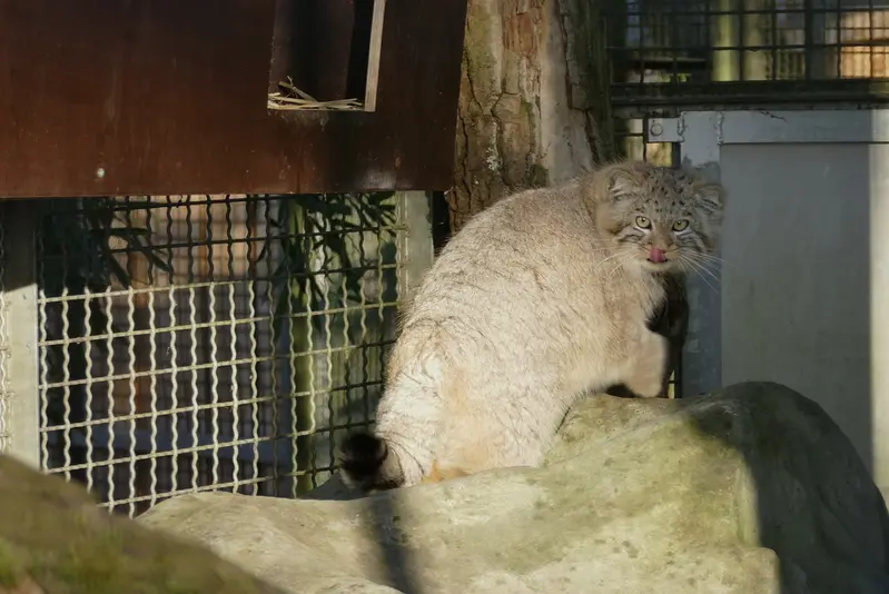 A photograph of Arthur in Neuwied Zoo