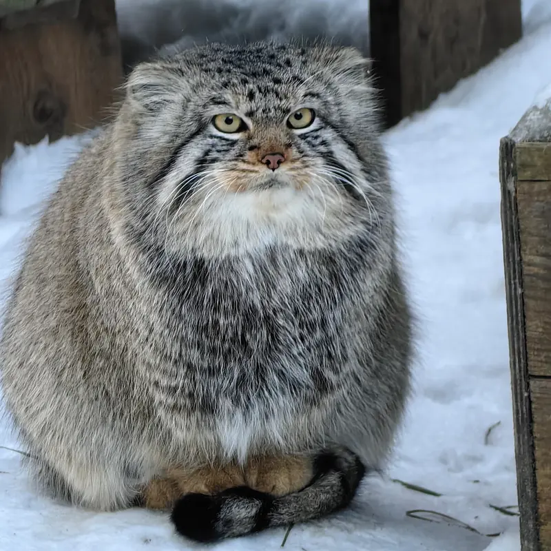 A photograph of Son of Eve 2024 Ⅱ in Novosibirsk Zoo