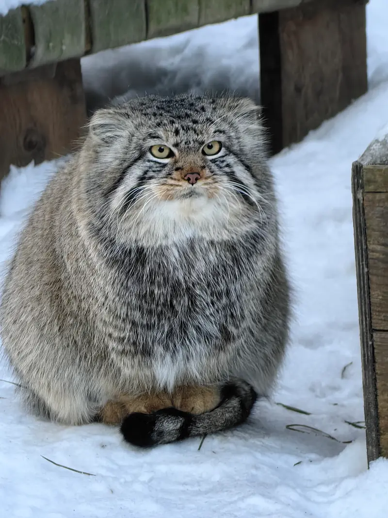 A photograph of Son of Eve 2024 Ⅱ in Novosibirsk Zoo