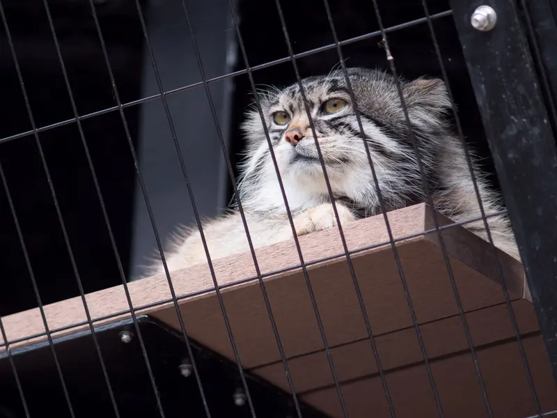 A photograph of Grusha in Asahiyama Zoo