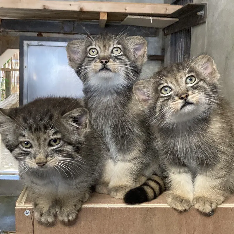 A photograph of a Pallas's cat in Higashiyama Zoo and Botanical Gardens