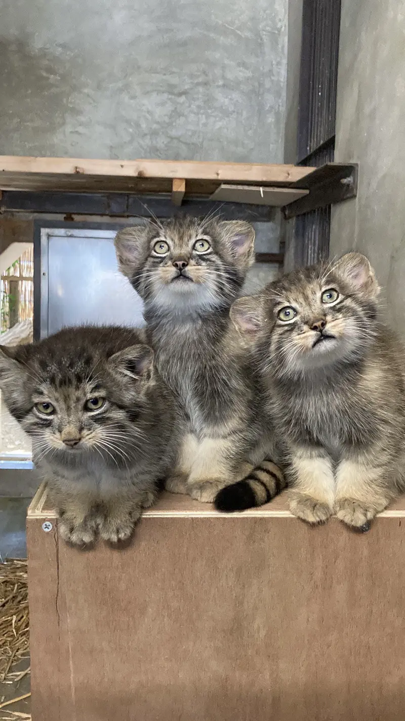 A photograph of a Pallas's cat in Higashiyama Zoo and Botanical Gardens